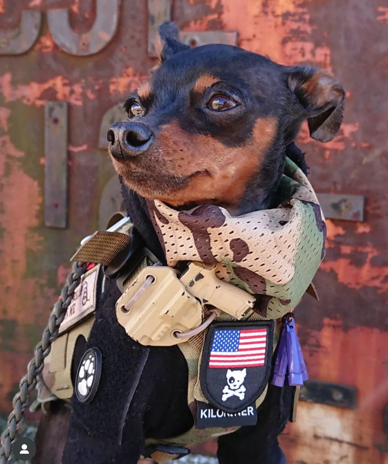 MINI AMERICAN DOG & CROSSBONES SHIELD Morale Patch