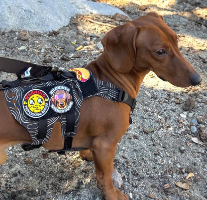 Professional Beggar Morale Patch