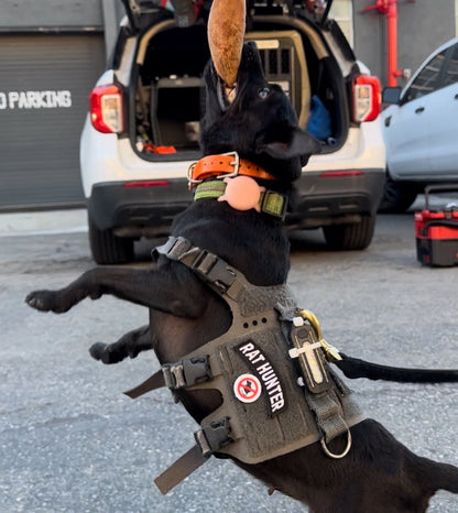 RAT HUNTER Arch Morale Patch