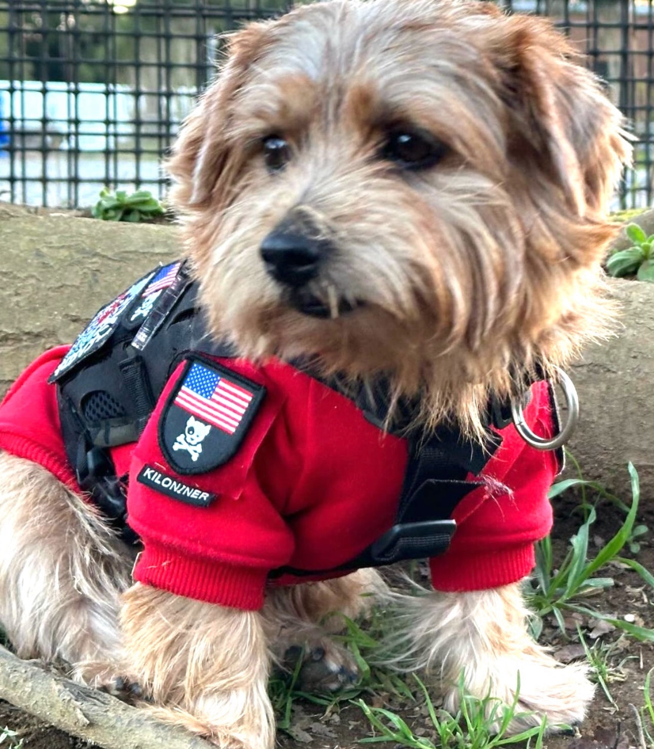 MINI AMERICAN DOG & CROSSBONES SHIELD Morale Patch